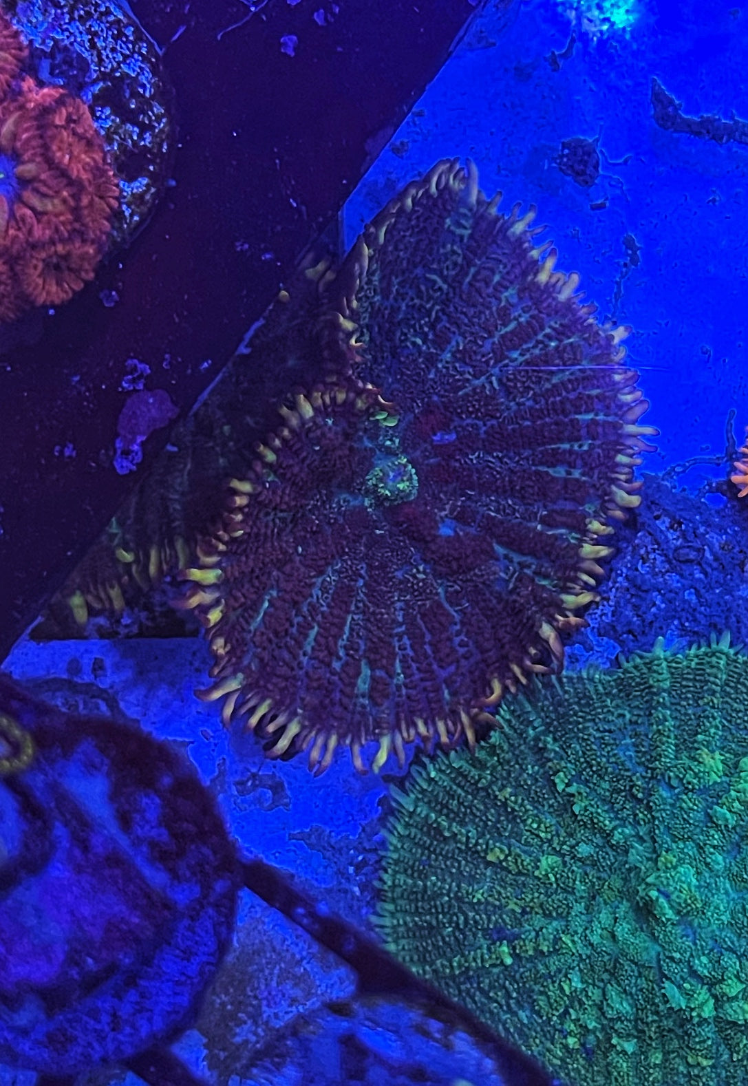 Gold & Purple Rhodactis