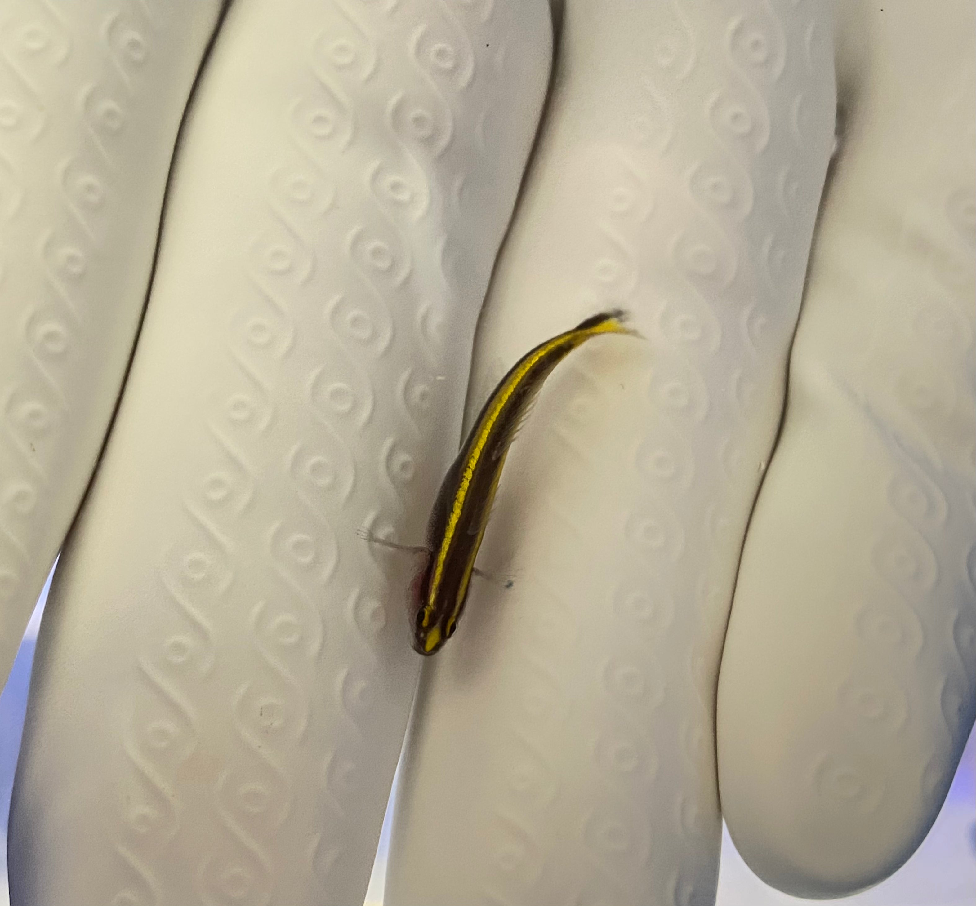 Yellow lined Goby (ELACATINUS FIGARO) Captive Bred(pre-order)