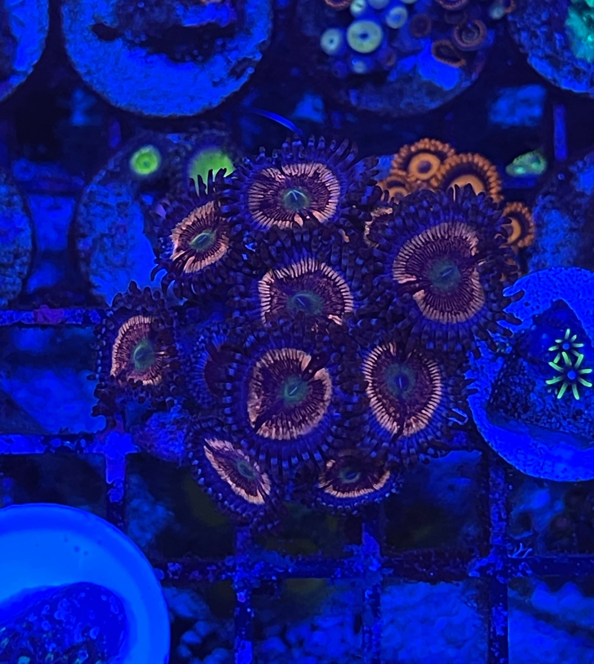 Daisy Duke (Designer)