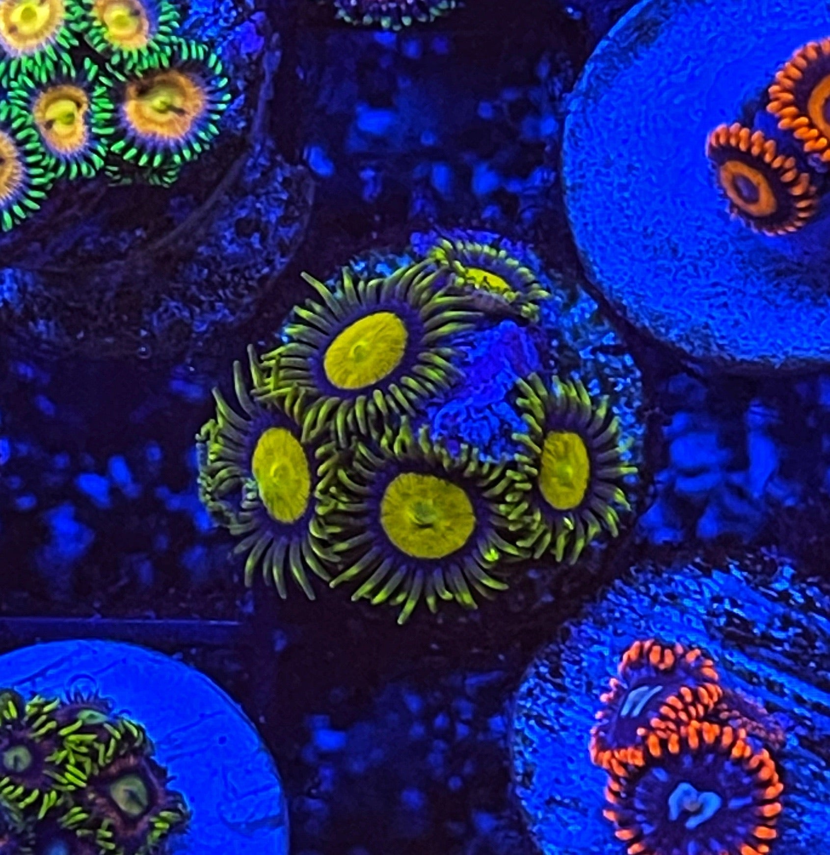 The RobRom Zoa Collection