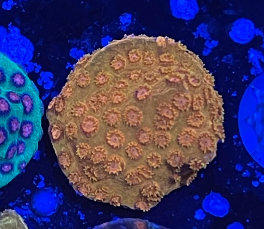 24k/Tropicana Twist Cyphastrea