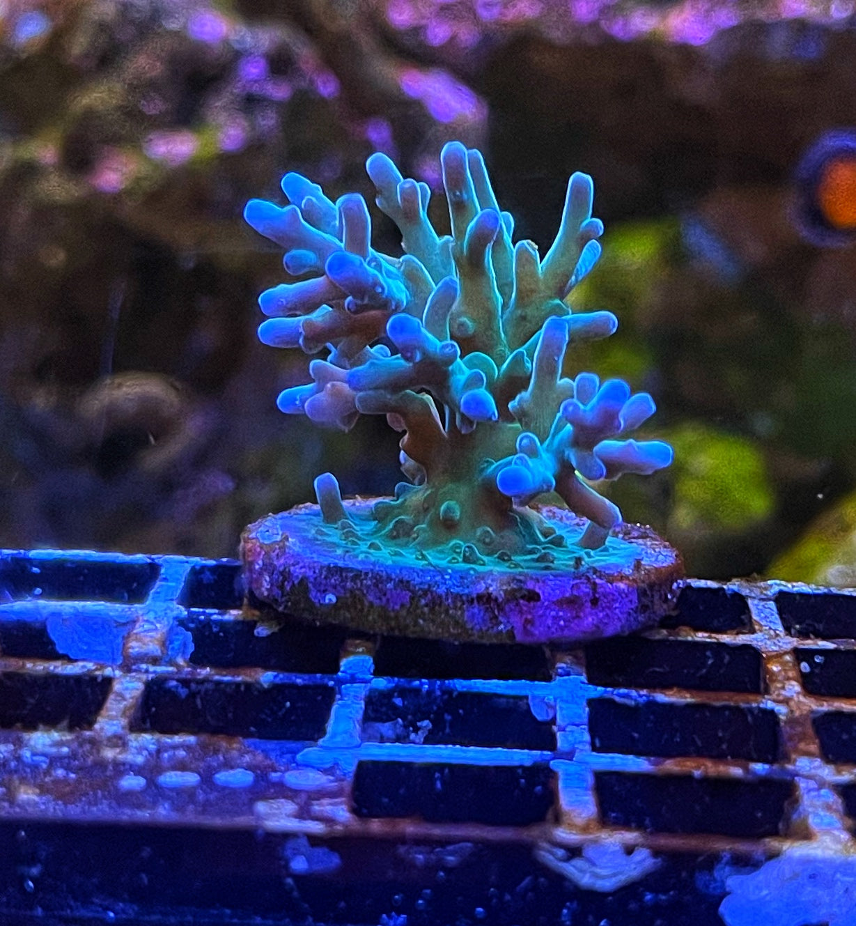 Hawkins Acropora