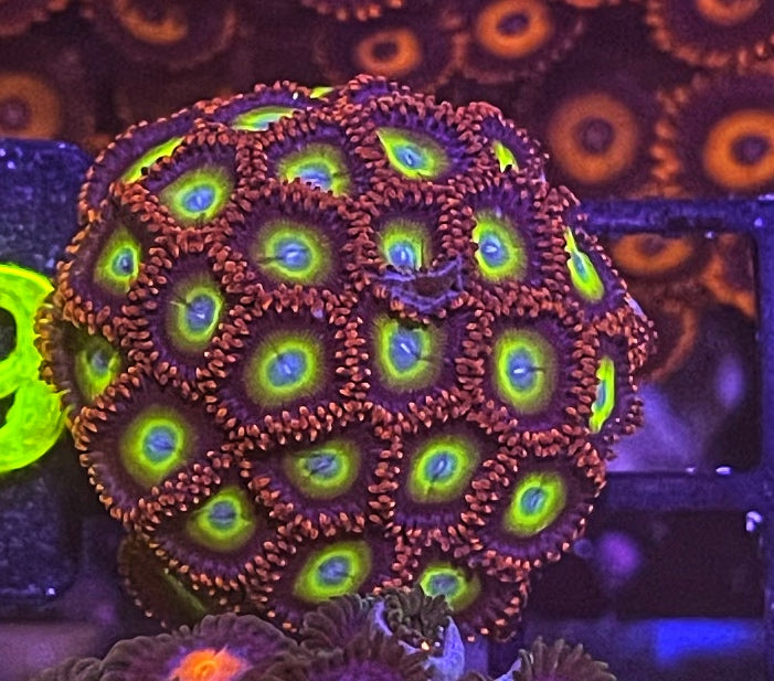 Circus Colony (XL 20+ Polyps)