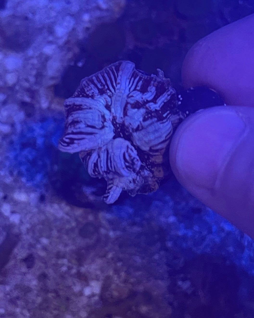 Jersey Devil Mushroom