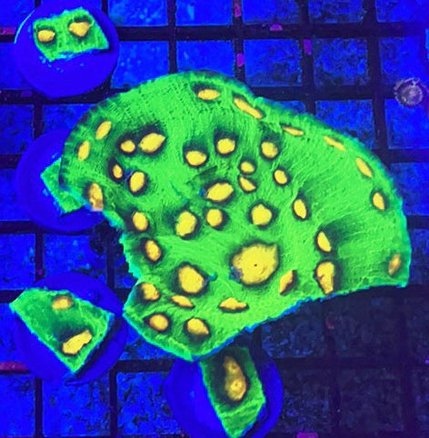 Raja Rampage Chalice