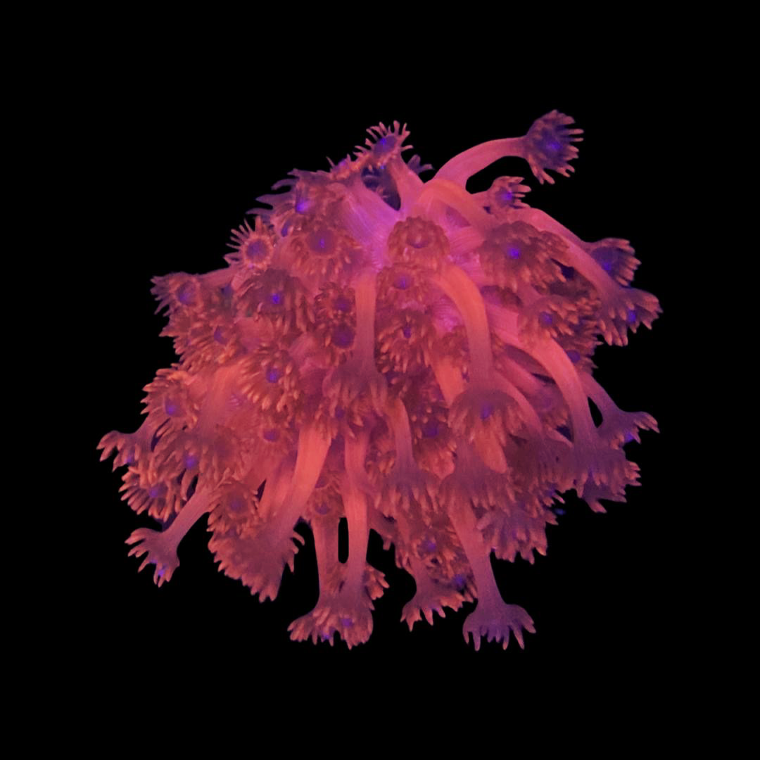 Red Goniopora coral frag with vibrant blue center and extended polyps on frag plug under reef lighting