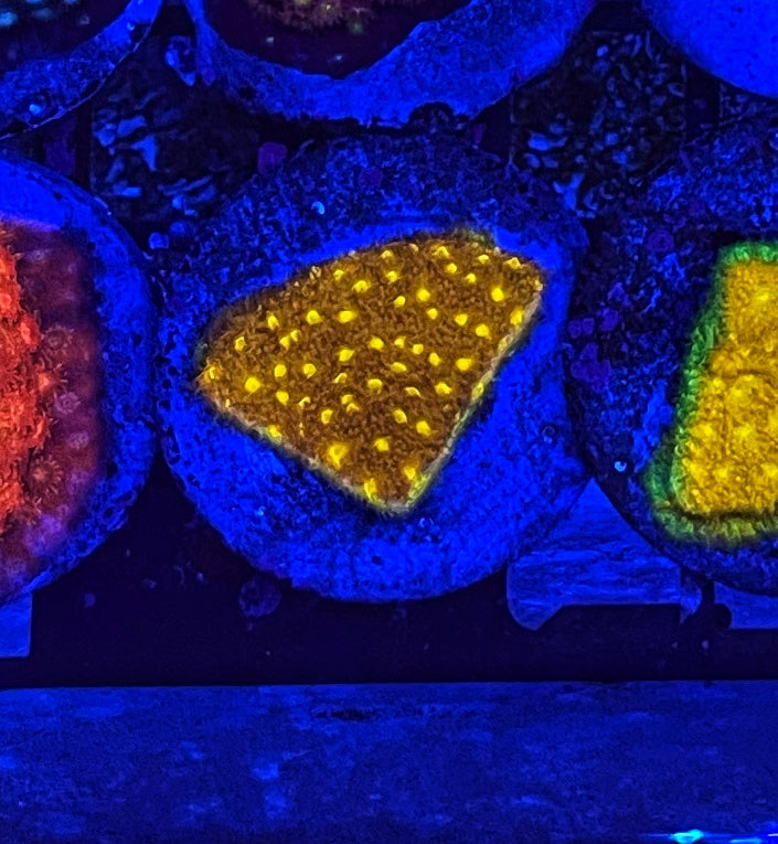 Quarantined Saltwater Fish for Sale – TSM Aquatics