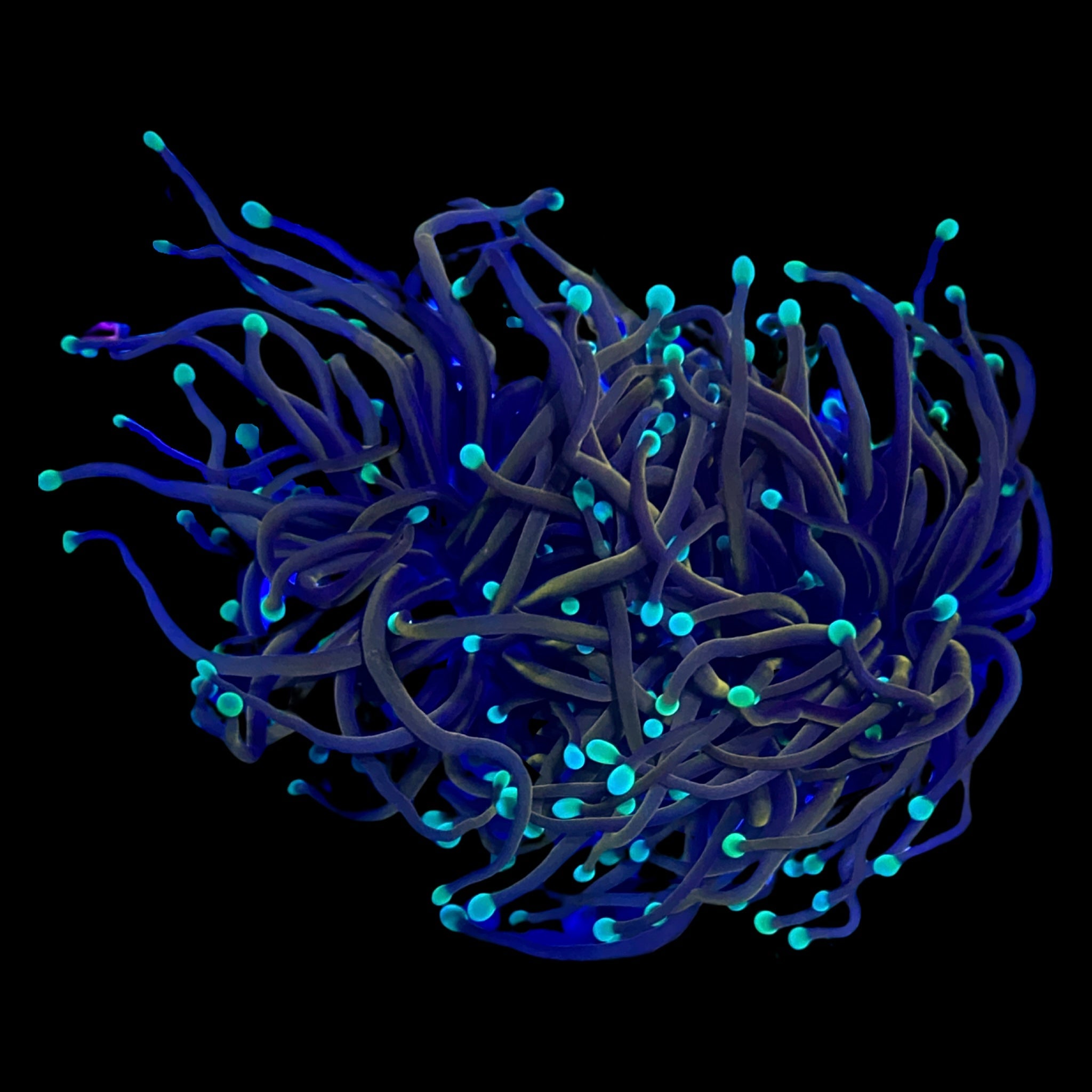 Orange Peel Indo Torch