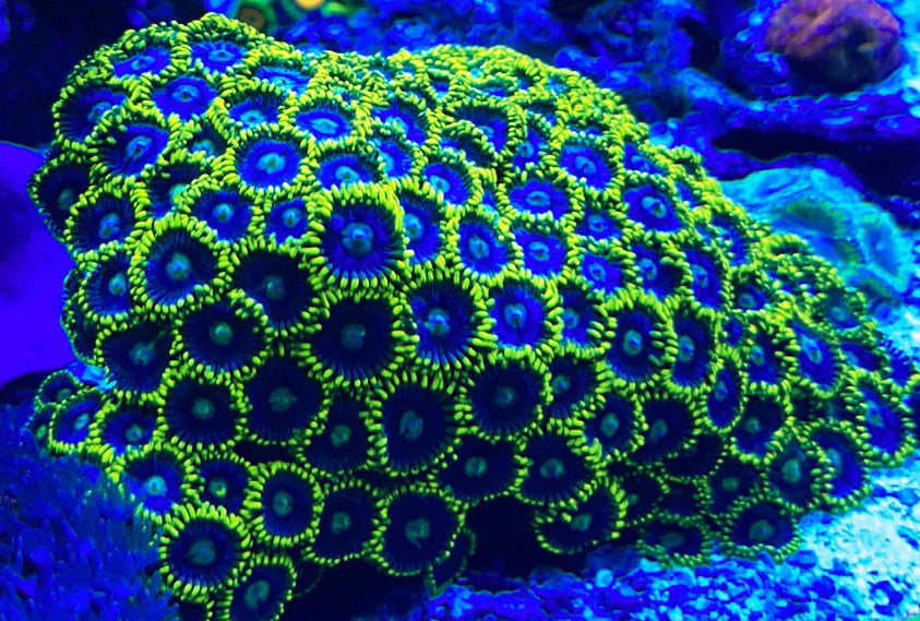 Blueberry Pie Zoanthid frag with vibrant blue polyps

Aquacultured Blueberry Pie zoa coral for reef tank

Pest-free Blueberry Zoanthid coral frag for sale

Live coral Blueberry Pie zoa from TSM Aquatics