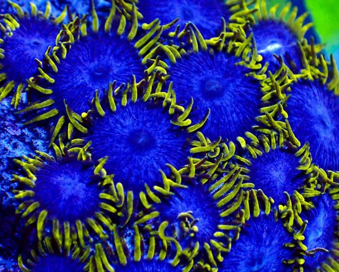 Blueberry Pie Zoanthid frag with vibrant blue polyps

Aquacultured Blueberry Pie zoa coral for reef tank

Pest-free Blueberry Zoanthid coral frag for sale

Live coral Blueberry Pie zoa from TSM Aquatics