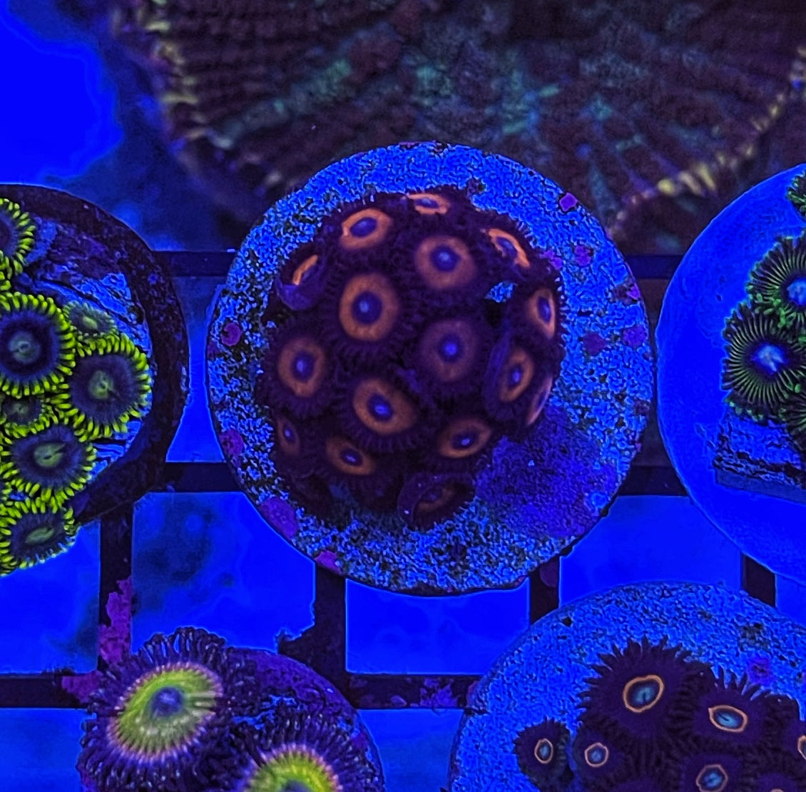 Kedds Red (Large Frag 8-10 Polyps)