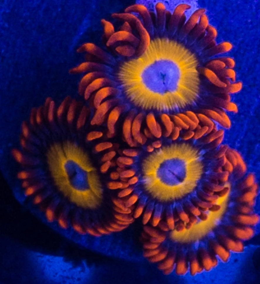 Designer Zoas