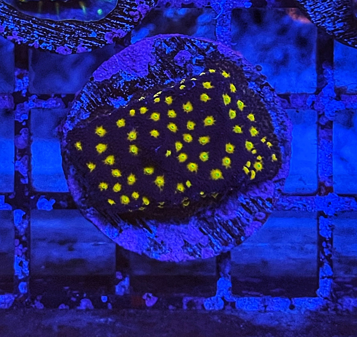 Outer Space Psammacora