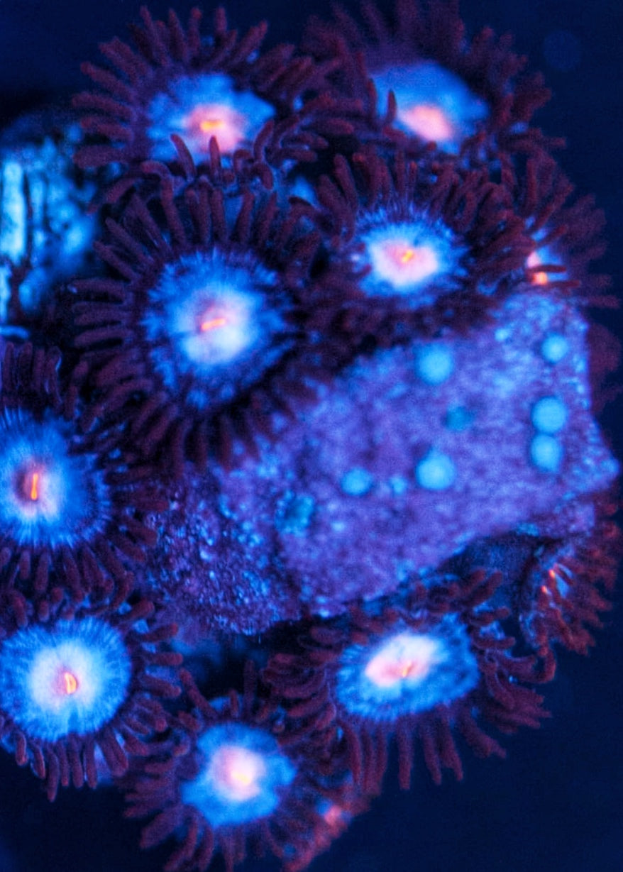 Mystiques (XLarge Frag 20+ Polyps)