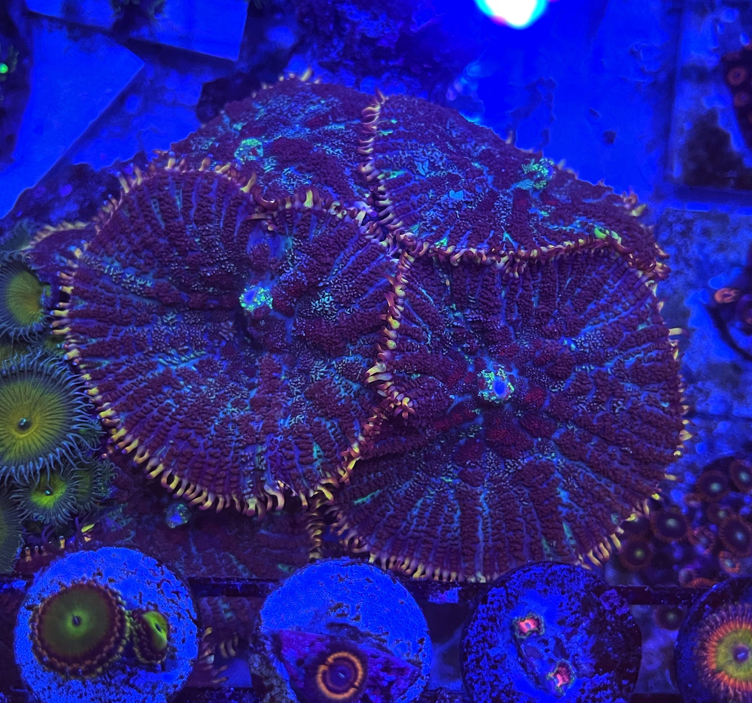 Gold & Purple Rhodactis