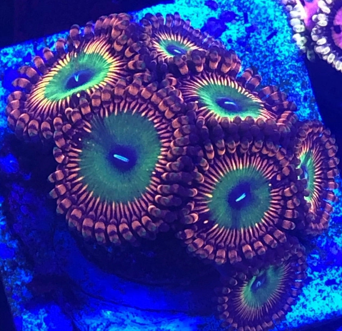 Bowsers/CARS (Designer)