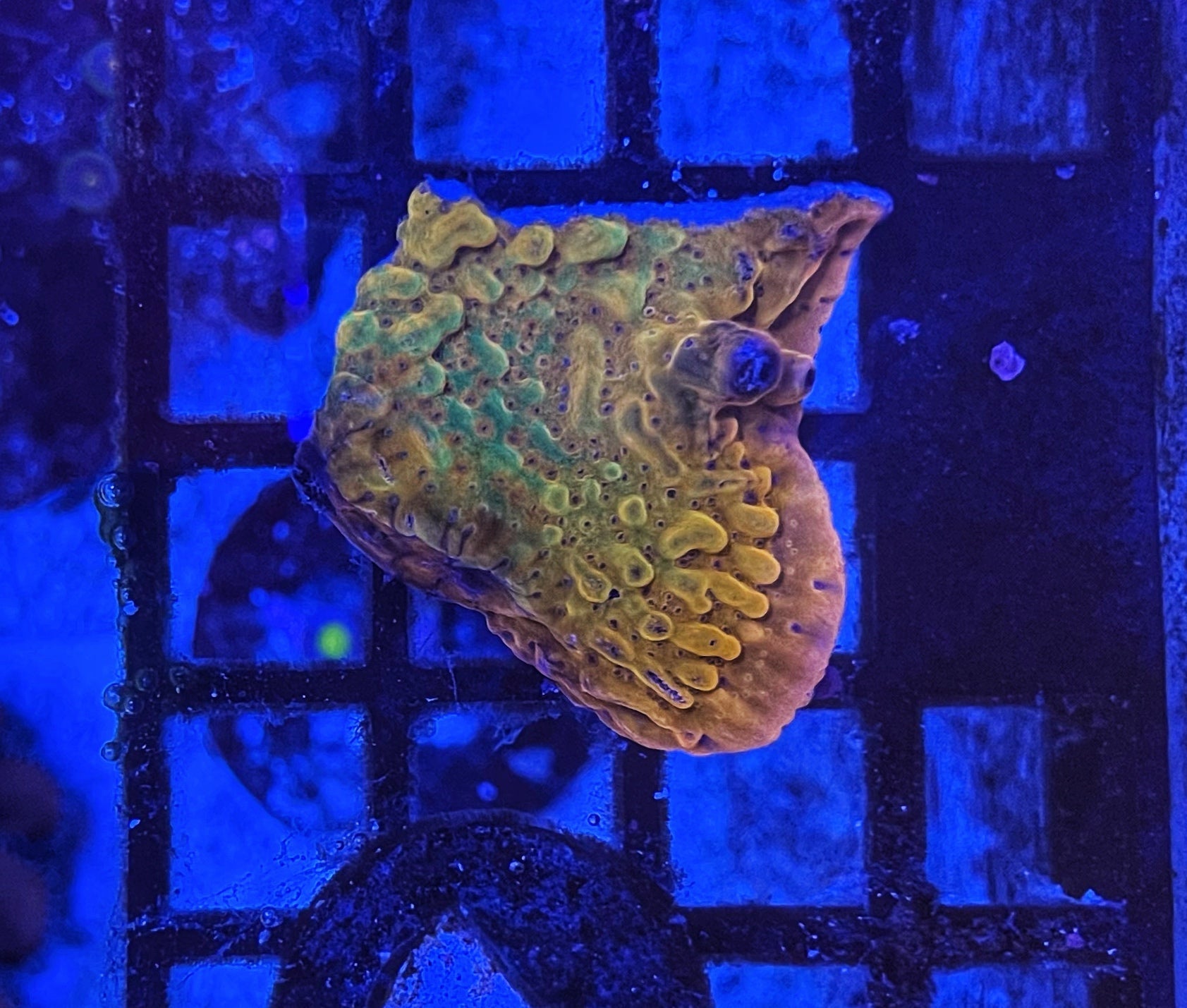 ASD Dragon Rider Monti