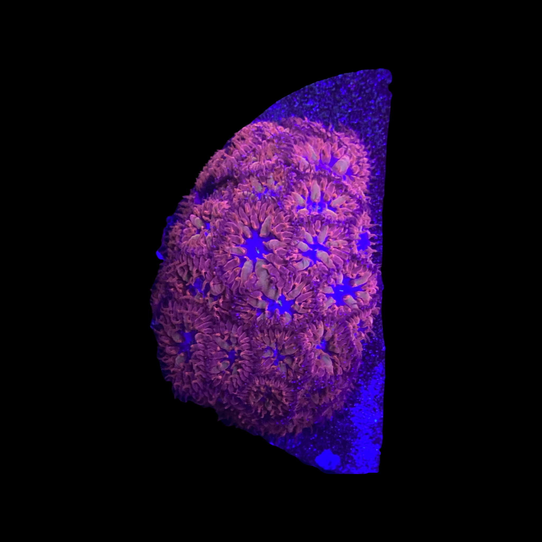 Blue Raven Blastomussa Coral Colony WYSIWYG