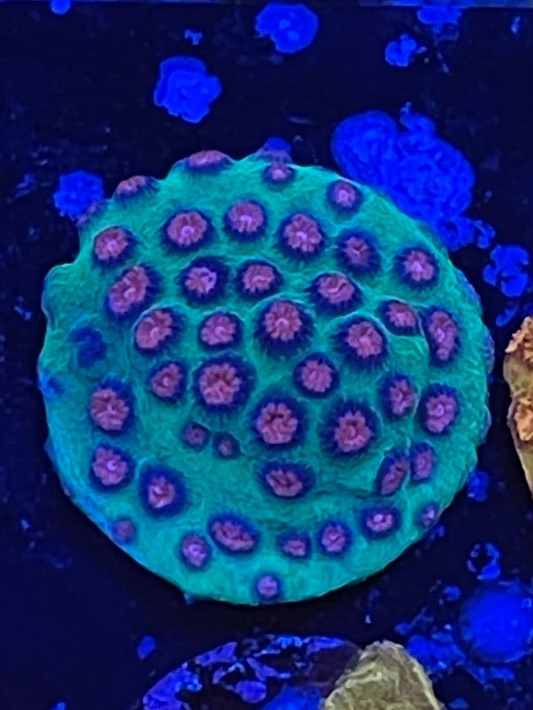 Jingle Balls Cyphastrea