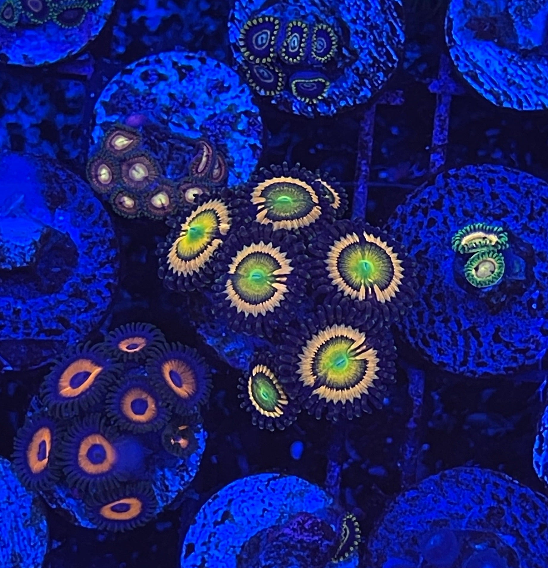 Citrus Cooler (Designer)