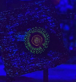 Leprechaun (Designer)