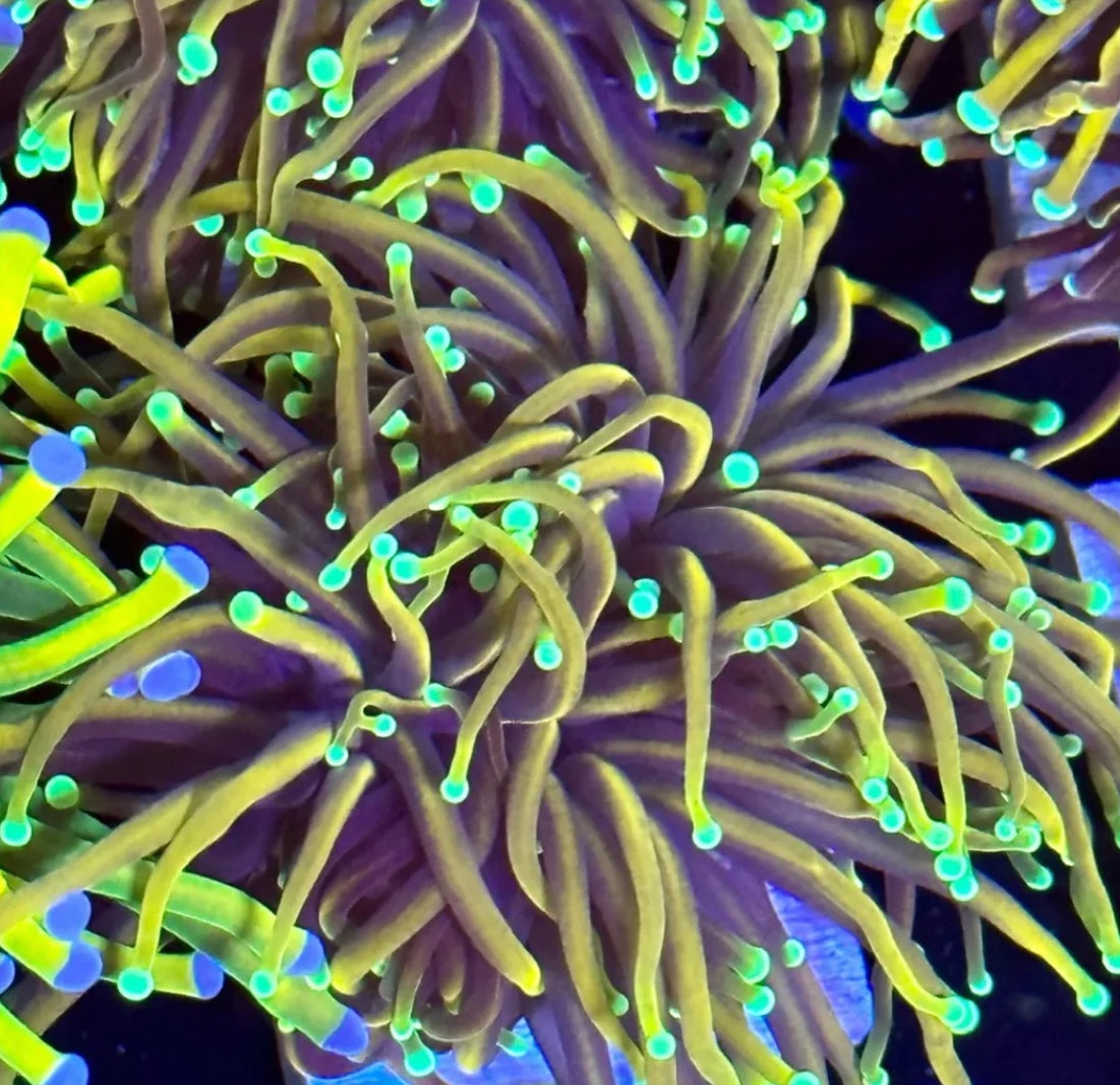 Orange Peel Indo Torch