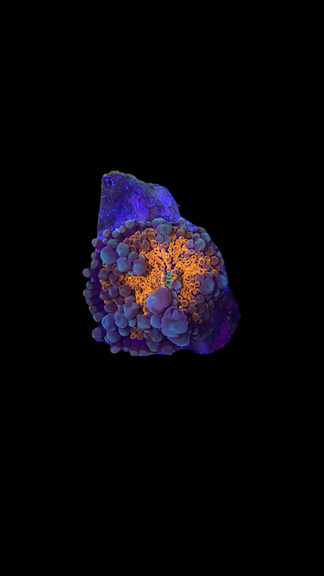 Rare Orange Yuma Bounce Mushroom Coral Ricordea yuma

Collector coral orange Yuma mushroom with bounce nodules

Neon orange bounce mushroom coral rare soft coral frag

Ricordea yuma bounce mushroom coral close up in reef tank

High end rare bounce mushroom coral with bubble texture