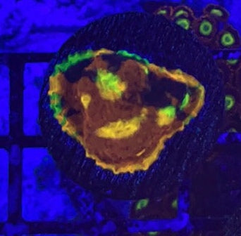 Rainbow Jellybean Chalice