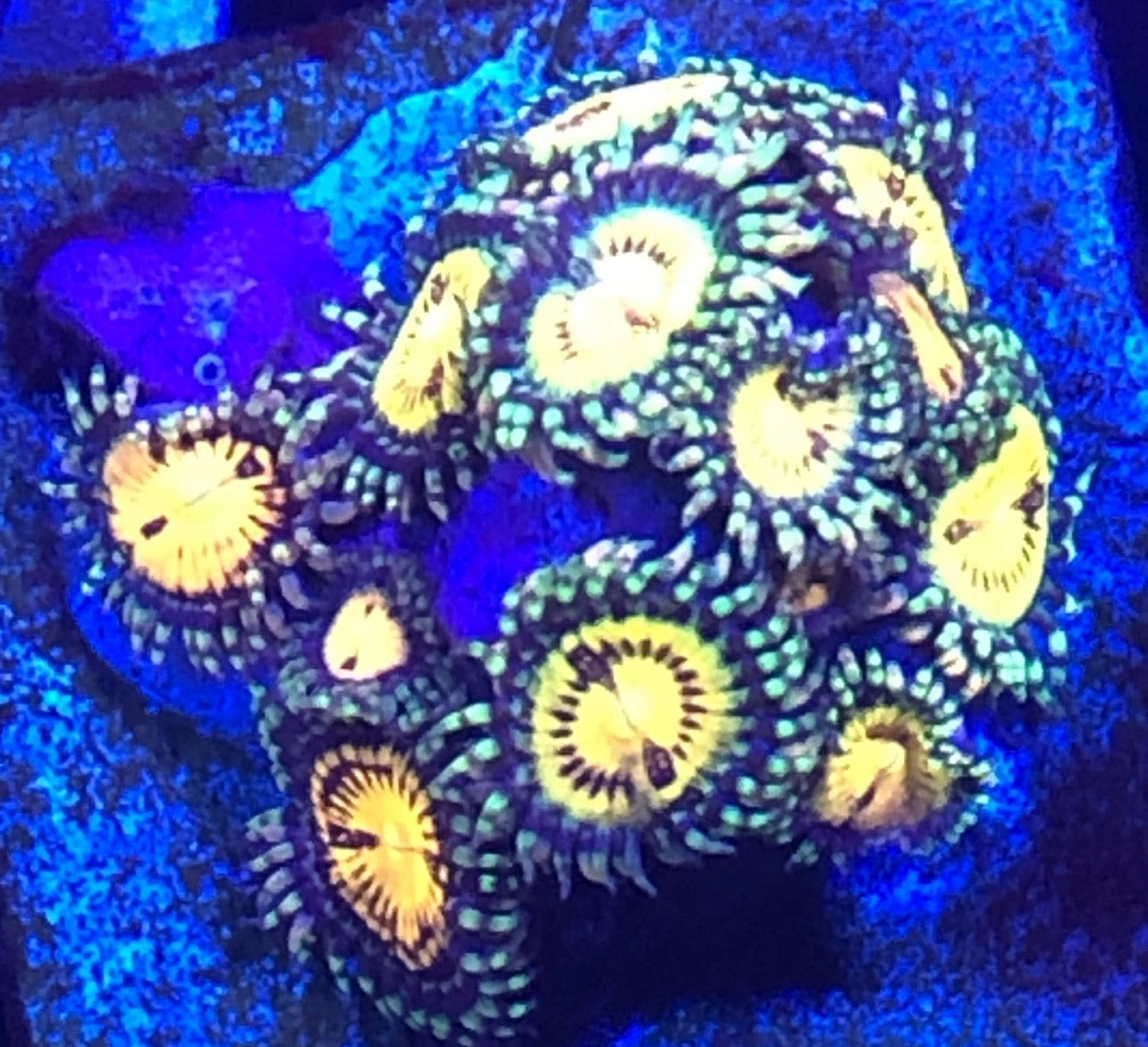 Butt Muncher (Designer)