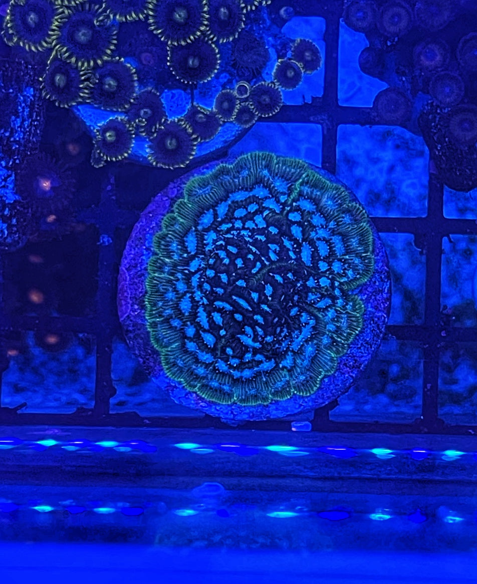 Frankenstein Leptoseris