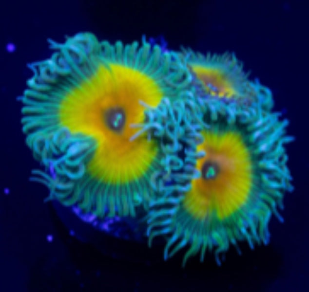 Capt' Jerk Paly (Wholesale Eligible)