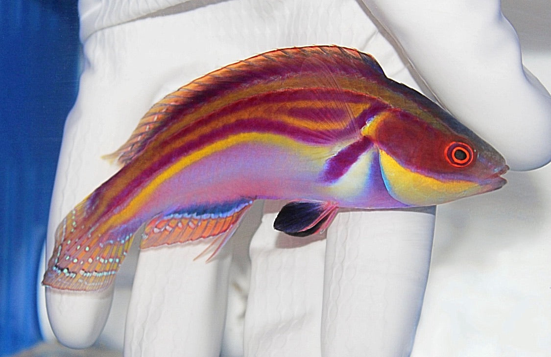 Labout's Fairy Wrasse (Cirrhilabrus laboutei)