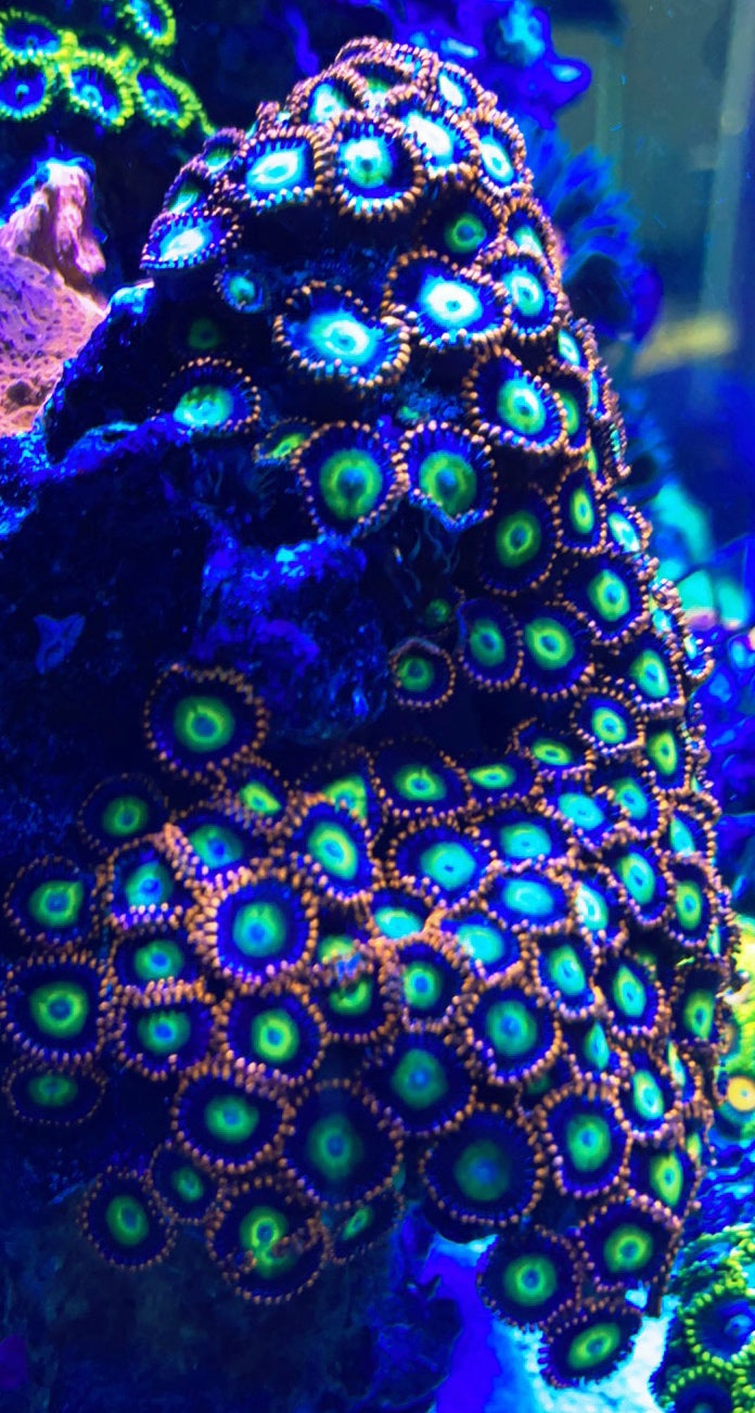 Circus Colony (XL 20+ Polyps)