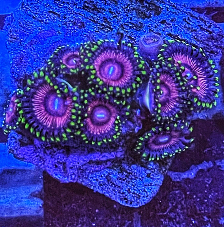 WWC Black Orchid (Designer)