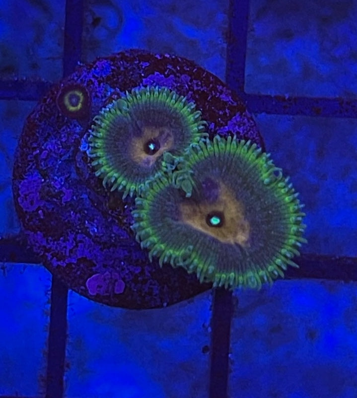 Capt' America (Designer)