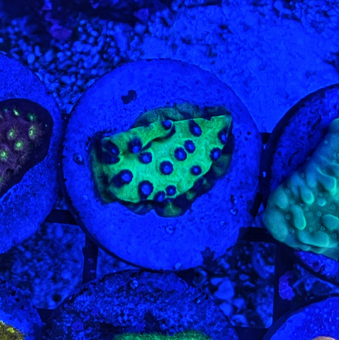 Master PPE Cyphastrea