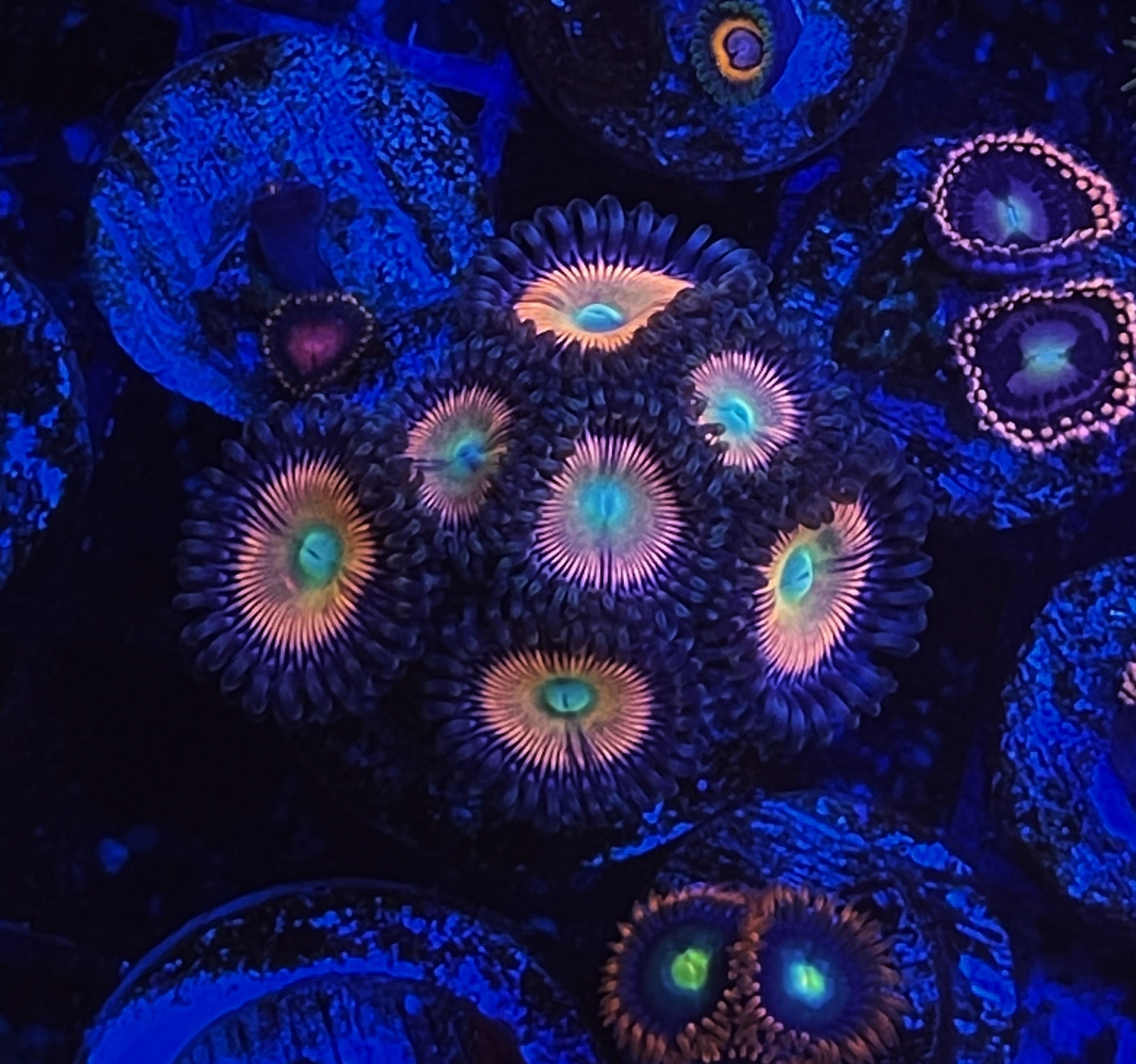 Peach Vampires (Designer)