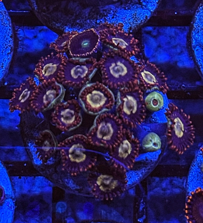 OG Horizons (Large Frag 8-10 Polyps)