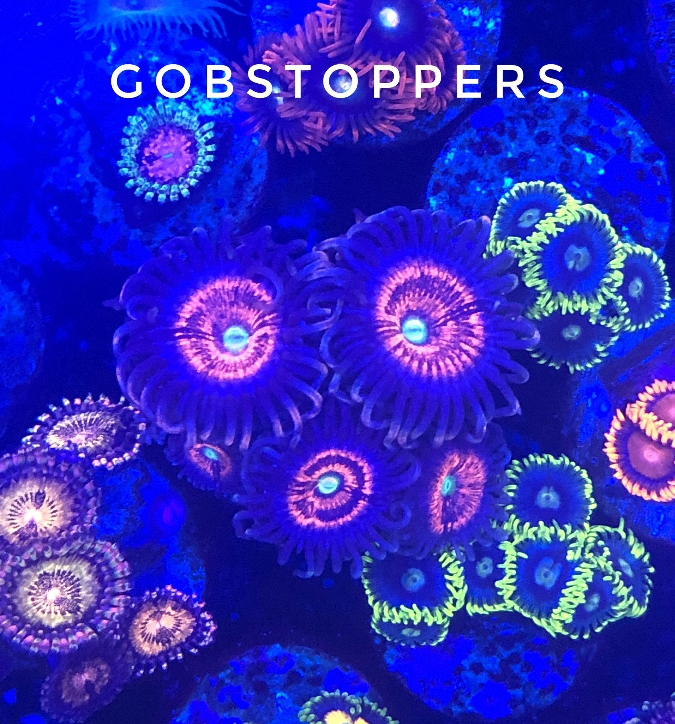 Gobstoppers (Designer)