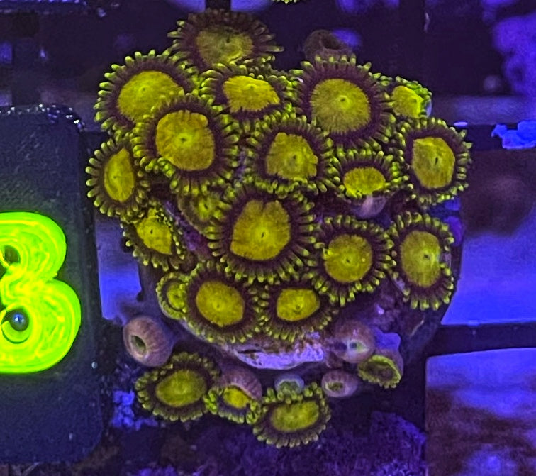 King Midas (XL 20+ Polyps)