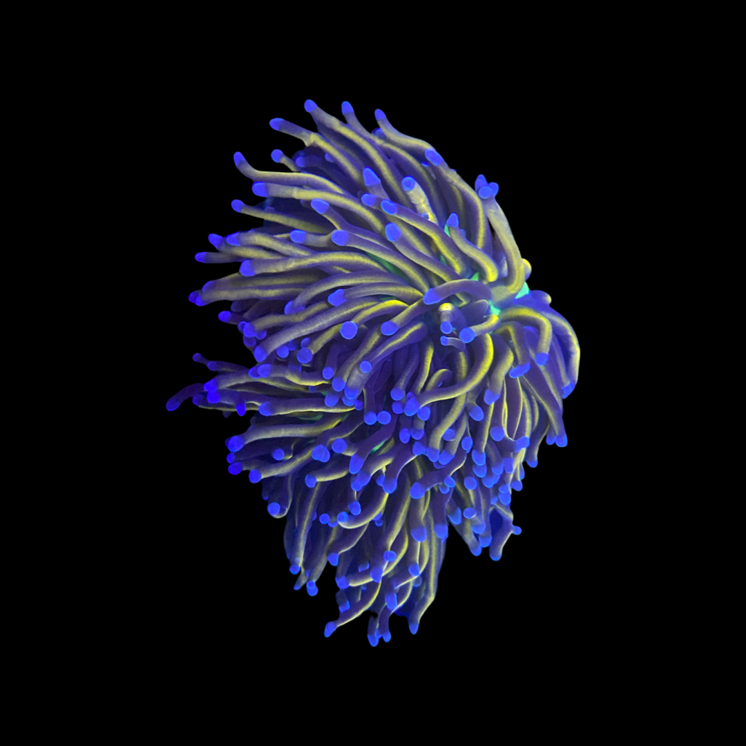 TSM NY Knicks Torch Single Head