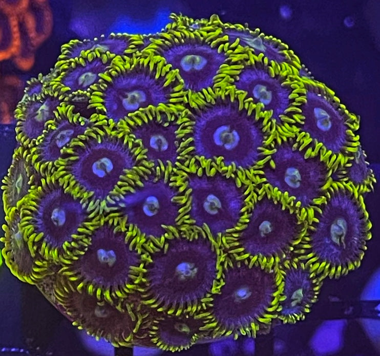 blueberry pie zoanthid colony
purple and blue zoas for reef tank
healthy blueberry pie zoa coral
zoanthid colony with vibrant colors for sale