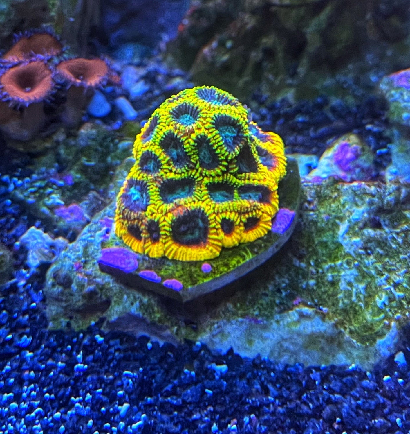 Yellow Submarine Favia