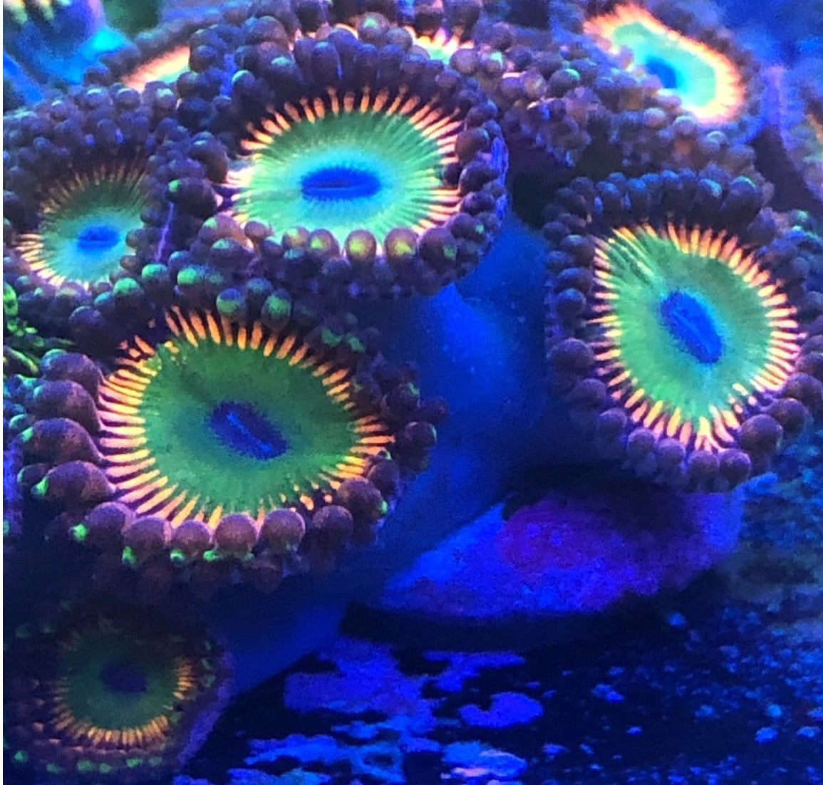 Hyperjubilee/Money Shots (Designer)