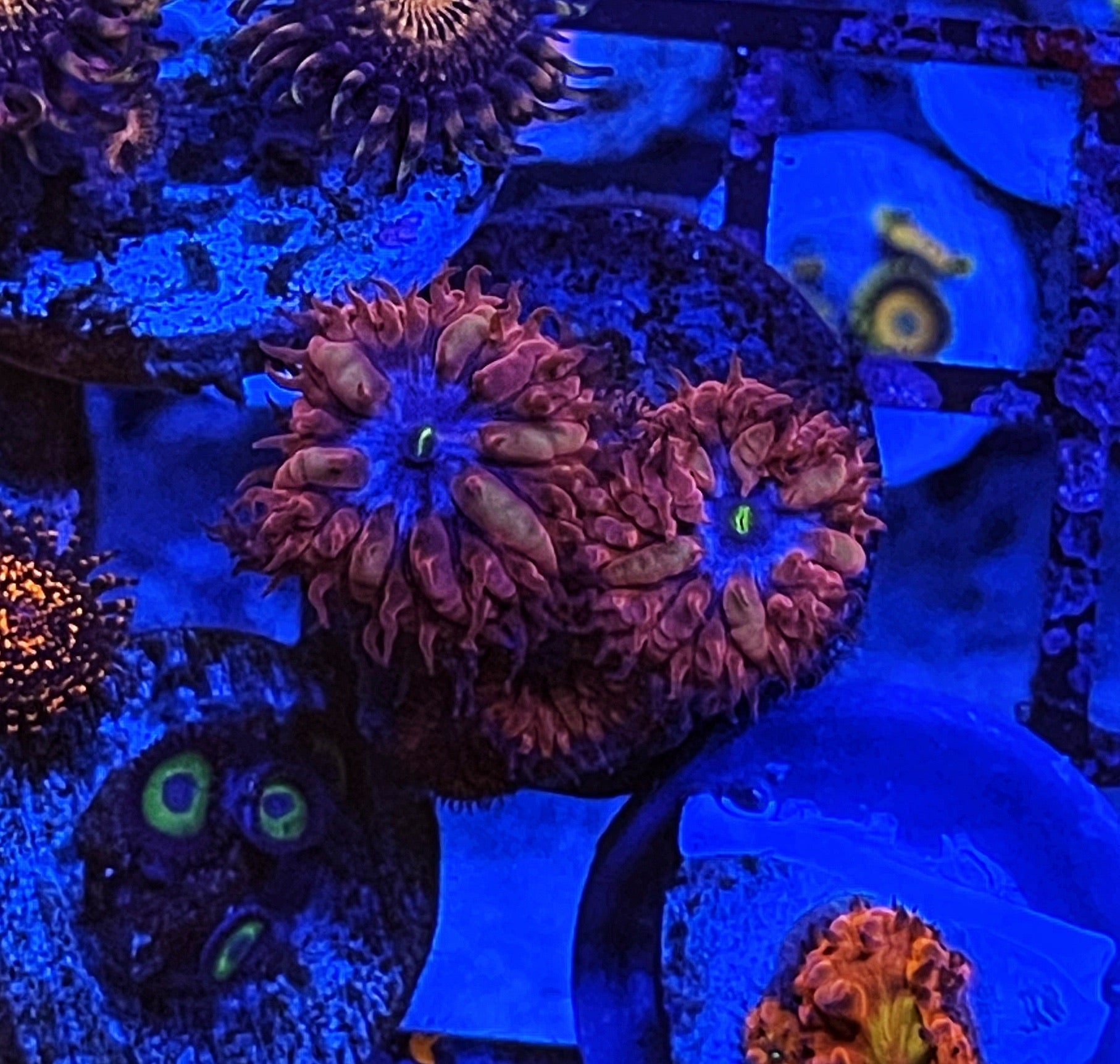 Blue Ravens (3-5 Heads)