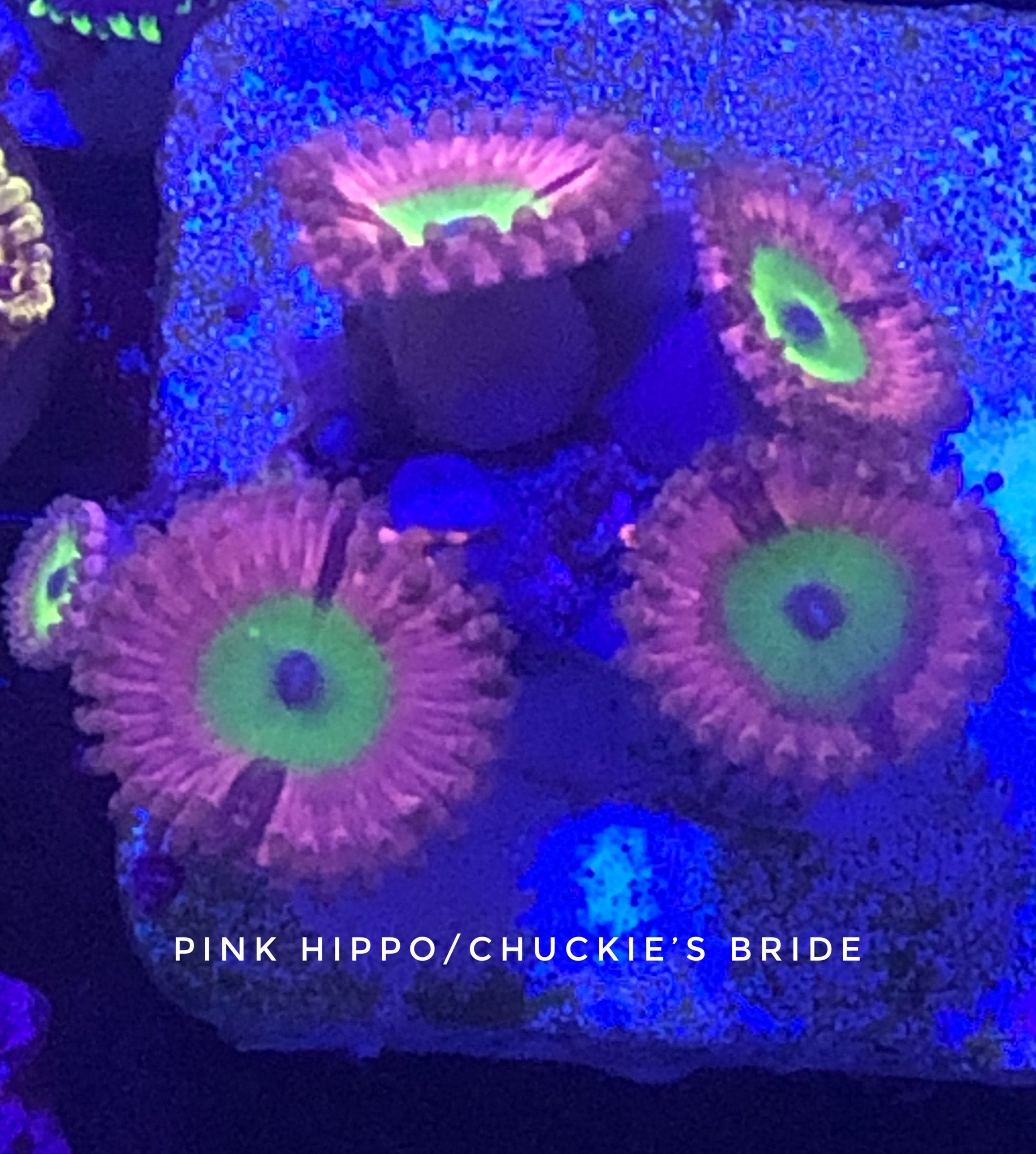 Chuckie’s Bride / Pink Hippo (Designer)