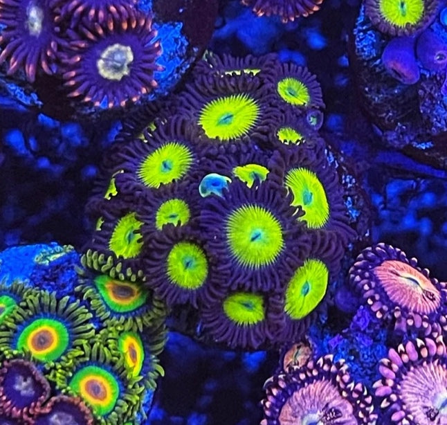 Yellow Submarine (Large Frag 8-10 Polyps)