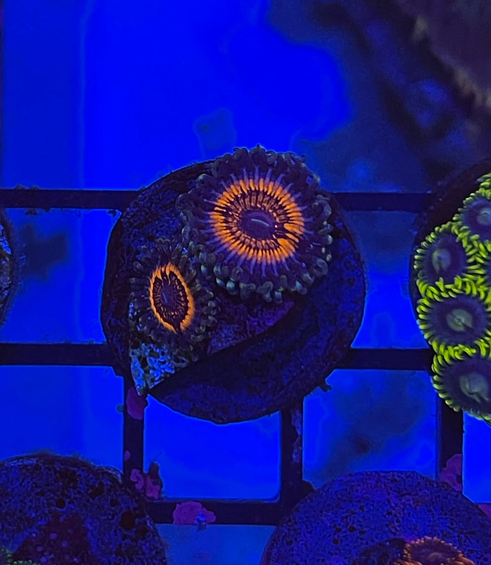 Armegeddon (AOG, DOG)