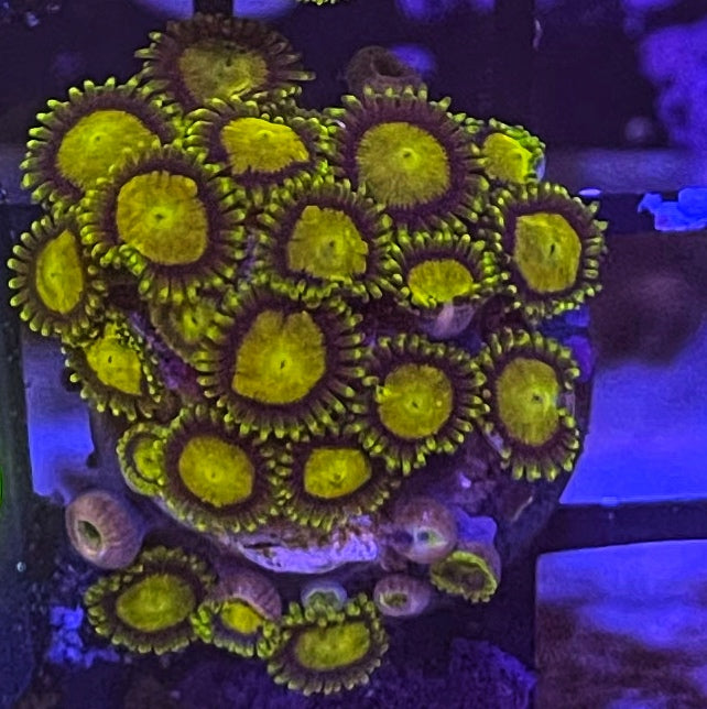 King Midas (XL 20+ Polyps)
