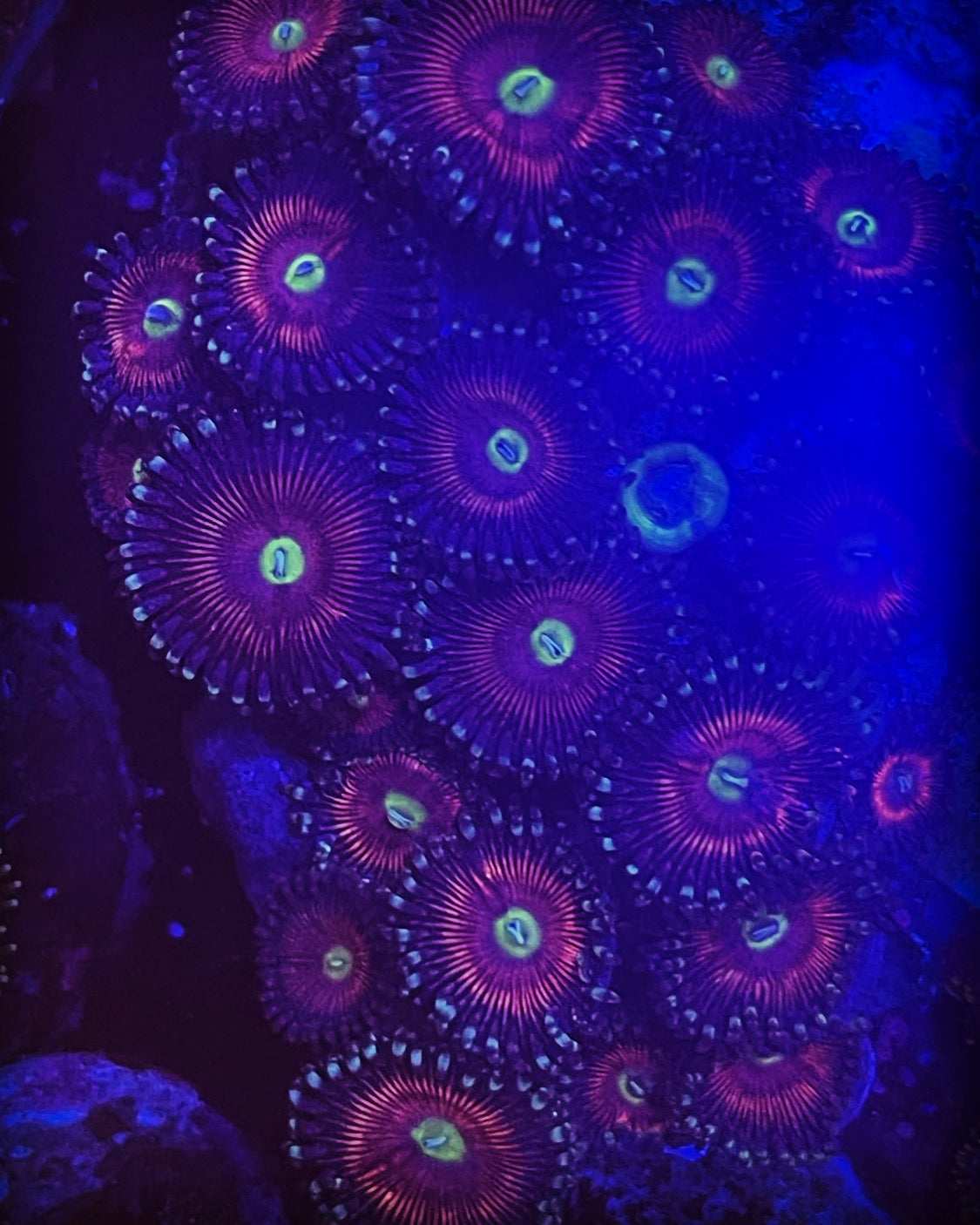 Radioactive Cat's Eye (Designer)